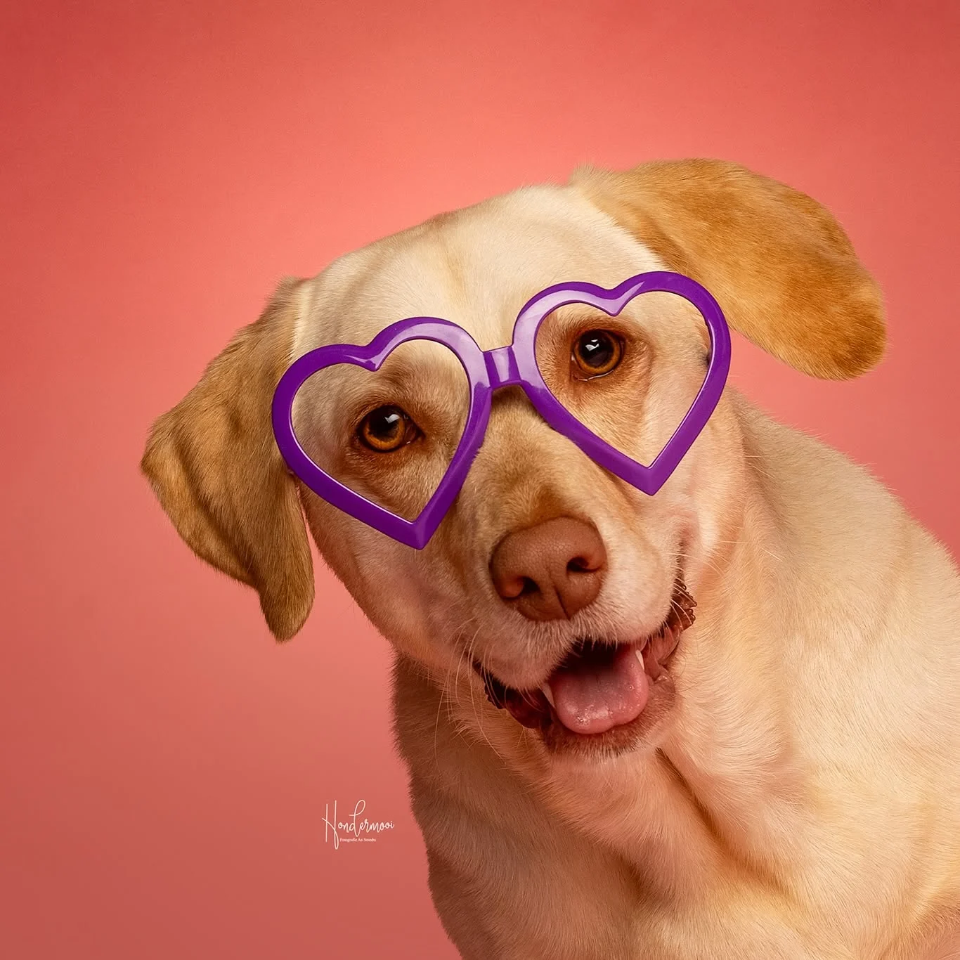 Optiekhond Mabel kantelt haar kop met een paarse hartjesbril