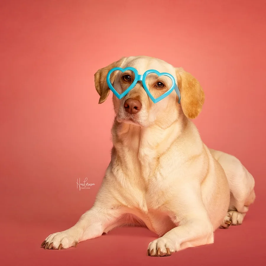 Optiekhond Mabel ligt met een blauwe hartjesbril op een koraalroze achtergrond