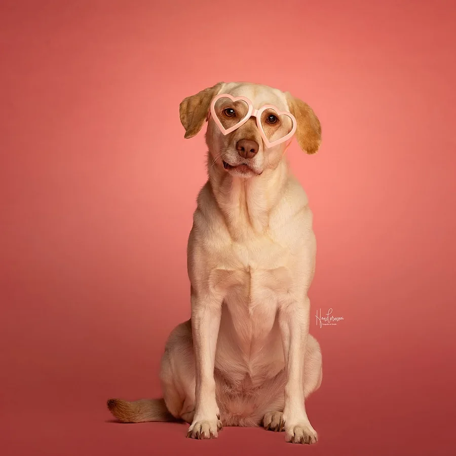 Optiekhond Mabel zit met een roze hartjesbril op een koraalroze achtergrond